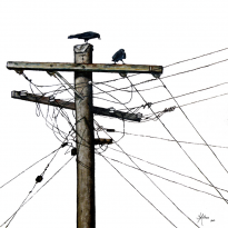 Electric Crows