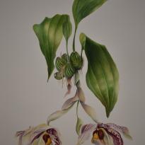 Stanhopea Orchid Tigrina