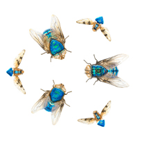 Insignia of Order - Blowflies