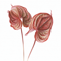 The Glovers (Gay Lovers) Anthurium × andreanum