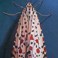 Speckled Moth