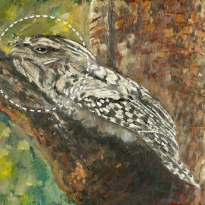 Tawny Frogmouth: Alive.