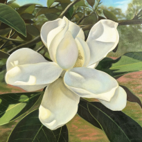 SOLD Magnolia in the Sun