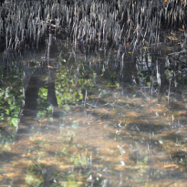 Monets Mangroves